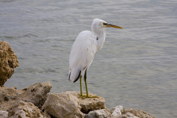 Great white heron sitting on the rock