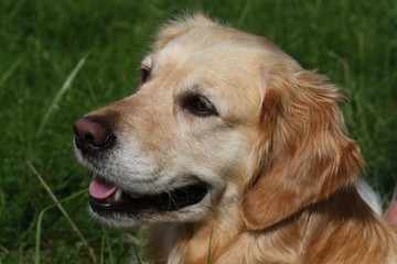 Retriever