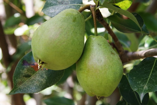green ripe pears on the tree