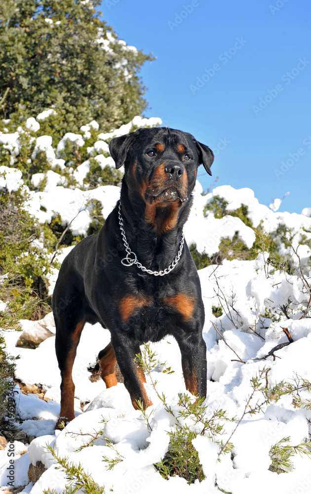 Wall mural rottweiler en hiver