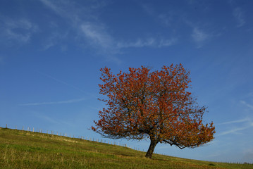 Fototapeta premium Herbstbaum