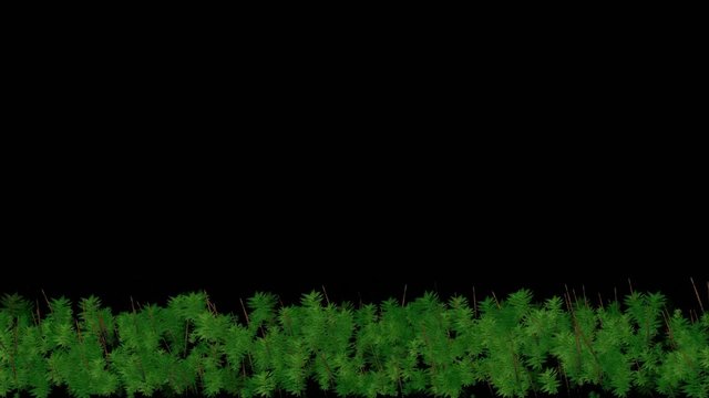 Animation of tree is swing,forest
