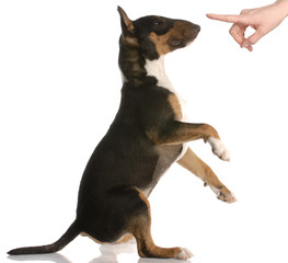 naughty dog - bull terrier - nine months old