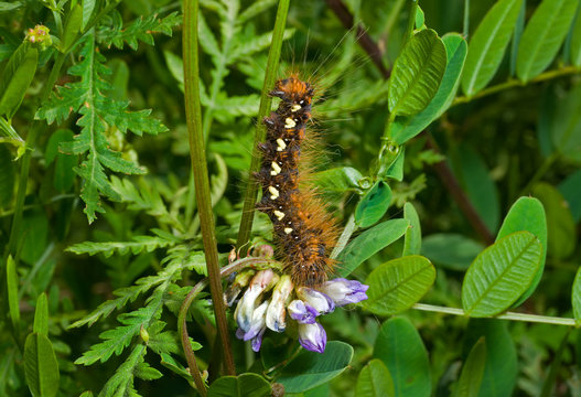 Caterpillar on grass 1