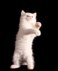 Fototapeta na wymiar Young white kitten on black background