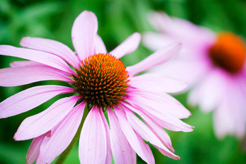 Echinacea, medicinal herb