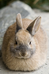 Osterhase_1