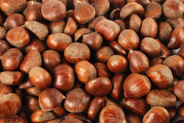 chestnut