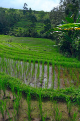 Fototapeta na wymiar Rice terrace fields, Bali, Indonesia