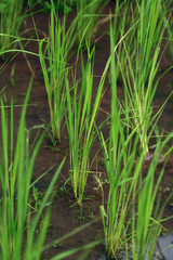 Close-up of rice plant, Bali, Indonesia