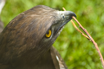 Eagle with twig in mouth