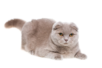scottish fold