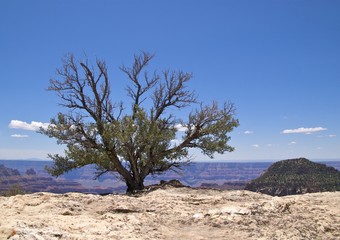 Fototapeta na wymiar Solitary tree blue sky, Bright Angel Pt, Grand Canyon North Rim