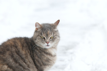 Katze im Schnee
