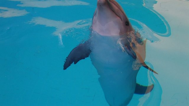 HD Happy dolphin is swimming in the water, closeup