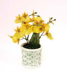 yellow orchids