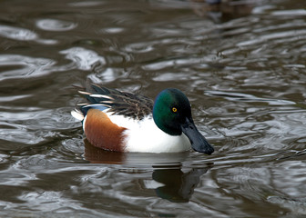 Shoveler