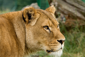 Lioness looking intently at something