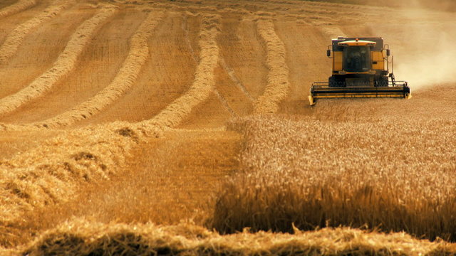 Wheat Harvest