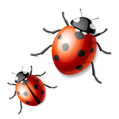 Ladybird. Vector. © piai