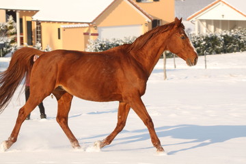 Petit trot dans la neige