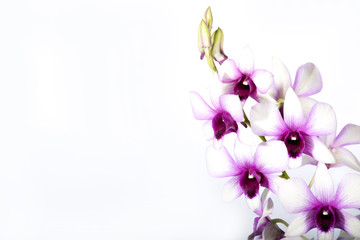 Fototapeta na wymiar colorful orchid