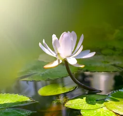Foto op Plexiglas Waterlelie water lily flower