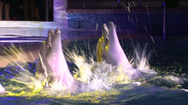 HD Two dancing dolphins in night dolphin show, closeup