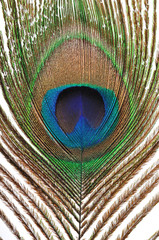 Peacock feather