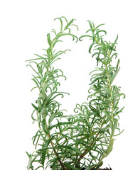 herb rosemary