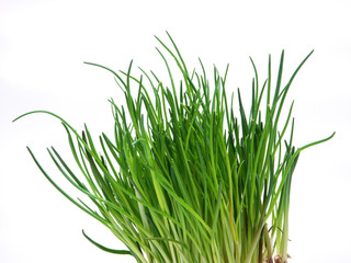 Obraz premium schnittlauch küchenkräuter