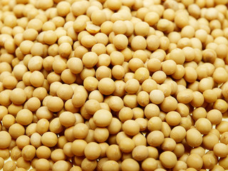 soybean