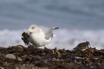 Silbermöwe auf Helgolan