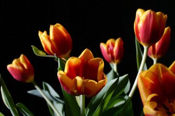 Fototapeta premium Tulips in studio