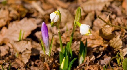 Spring flowers