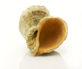 Backwards of a Nautilus shell