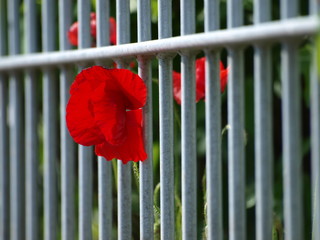 Mohnblume hinter Gittern