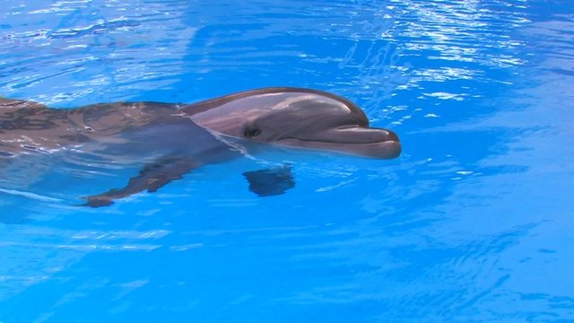 HD Dolphin swimming in blue water, closeup