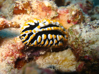 Nudibranquios 3, Maldivas