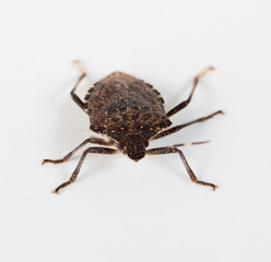 Stink bug facing the camera