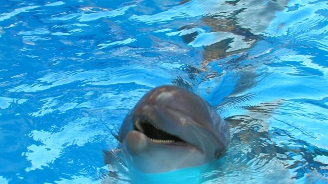 HD Smiling dolfin playing in Swimming Pool, , closeup