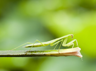 Mantis