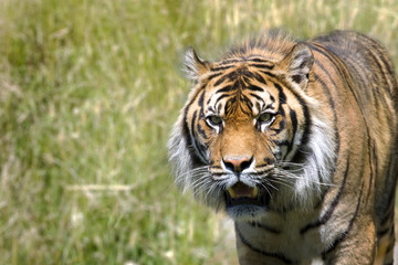 Fototapeta na wymiar Stalking Tiger