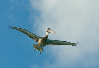 flying pelican, los roques islands, venezuela