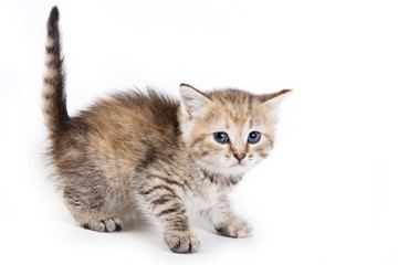 Kitten isolated on white background