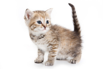 Kitten isolated on white background