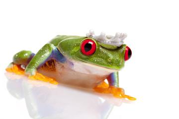 Fototapeta premium Frog prince Portrait