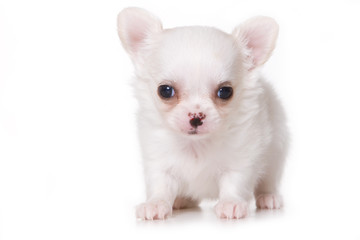 Chihuahua puppy isolated on white