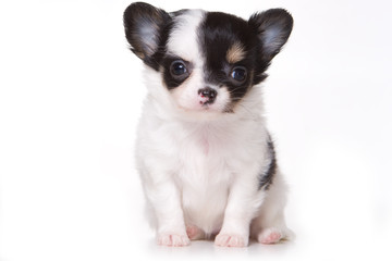 Chihuahua puppy isolated on white