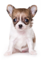 Chihuahua puppy isolated on white